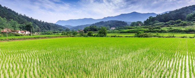 钓稻田的鲤鱼方法 想钓稻田的鲤鱼掌握这三个方式