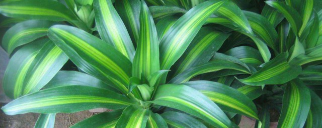室内适合的植物 适合室内的健康植物有什么