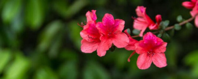 杜鹃花开花时间 杜鹃花花期是什么时候