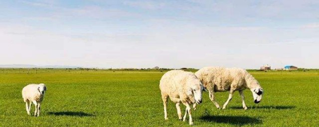 肉羊养殖新方式 养殖羊的办法
