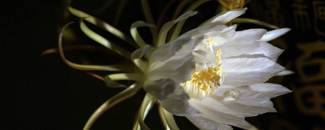 关于昙花开的句子 描写昙花开放的优美句子