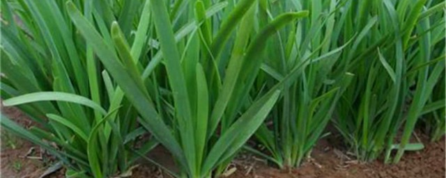 韭菜种植技巧 韭菜怎样种植