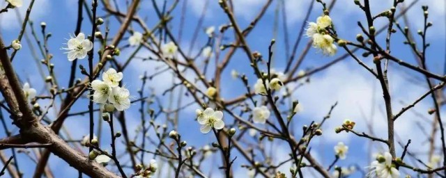 腊梅花怎么保存 保存腊梅花方法