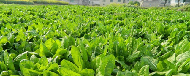 菊苣栽培技巧 菊苣栽培技巧简介