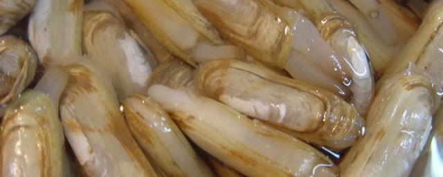 双椒蛏子怎样做 双椒蛏子做法