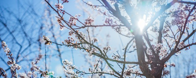 梅花杀虫要领 梅花杀虫方法介绍