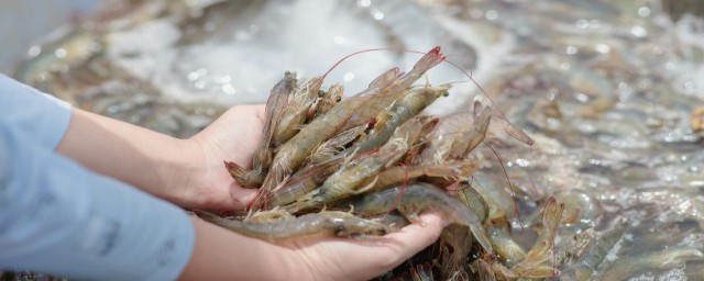 虾如何做最嫩 水煮大虾如何做又鲜又嫩