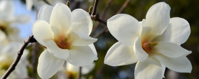 上海市花是什么 上海市花是什么花