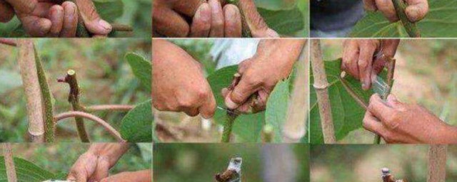 石榴嫁接方式 嫁接石榴的办法介绍