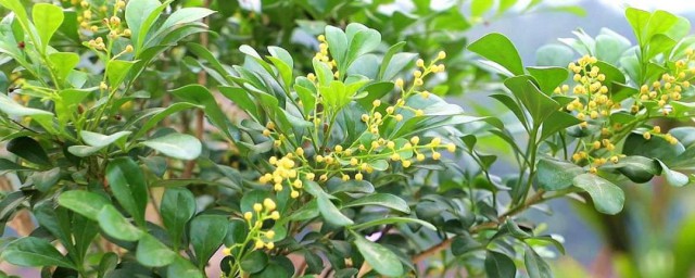 米兰花管理技巧 米兰花应该怎样管理养殖