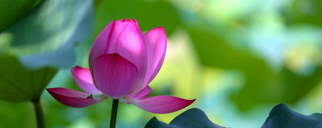 花草土除虫技巧 可以怎样除草