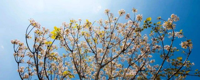 油桐繁殖要领 繁殖要领如下