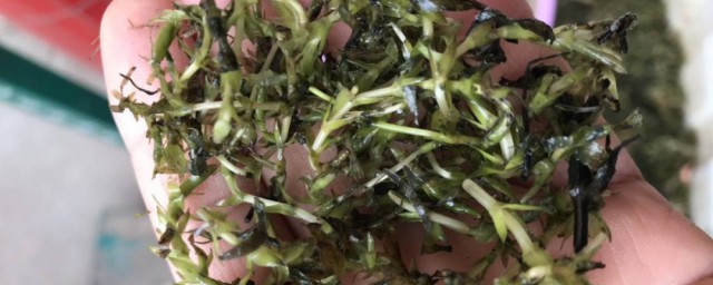 虾塘种草技巧 有什么种植的技巧