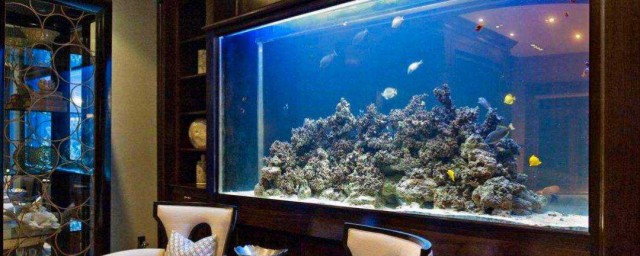 水箱养鱼的技巧 家庭鱼缸水箱怎样养鱼