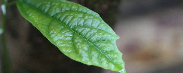 树叶怎样保存 怎样存放叶子