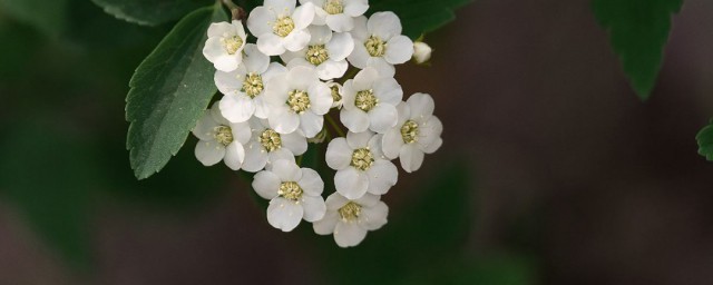 绣线菊的栽植要领 如何栽植绣线菊