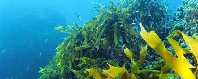 自制海藻肥料要领 海藻肥料自制方式