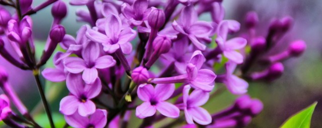 丁香花的浇水方式 丁香花怎么浇水