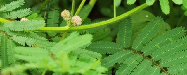 含羞草生活在哪里 含羞草怎样养殖