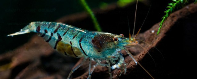 虾怎么分公母 虾分公母要领