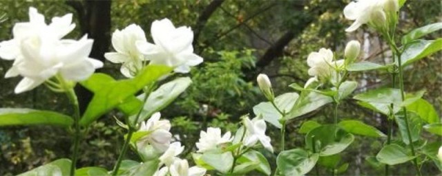 扦插茉莉花的方法 如何杆插茉莉花