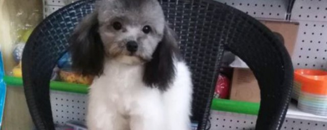 茶杯犬怎样养 养殖茶杯犬的技巧