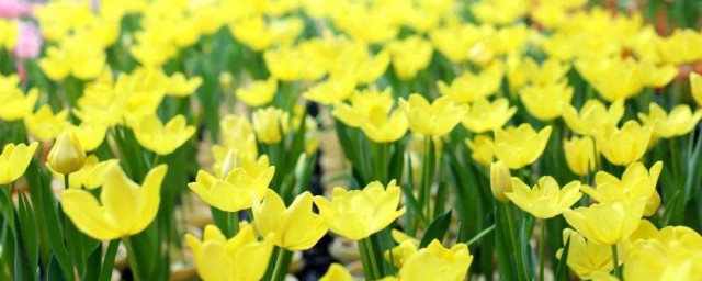 郁金香花球怎样保存 保存郁金香花球技巧