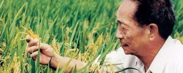 什么是杂交水稻 解释什么是杂交水稻