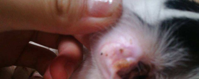 猫耳朵怎么清理 猫耳朵怎么清理