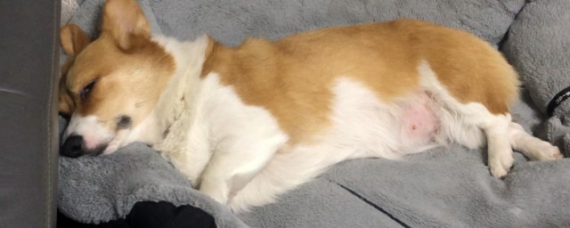 梦到猫和狗什么意思 梦到猫和狗的寓意