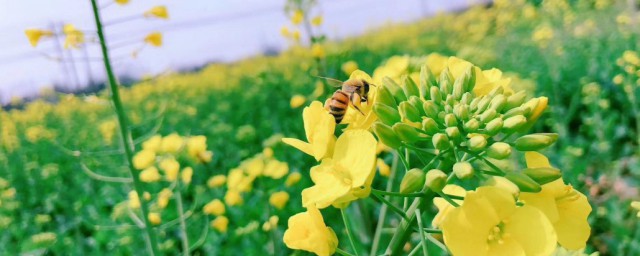 勤劳的小蜜蜂什么意思 怎样用小蜜蜂造句