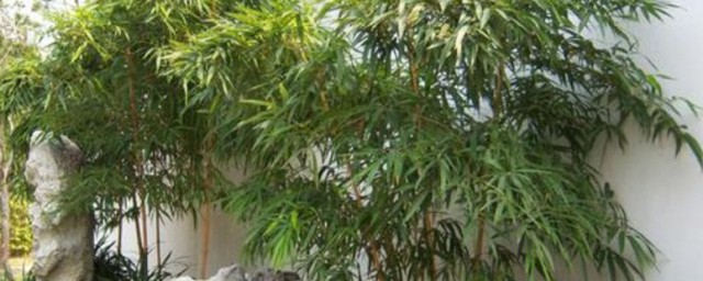 竹子几月份栽容易活 竹子适合移栽季节介绍