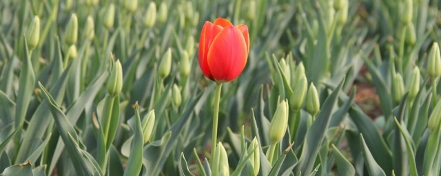 万花丛中一点红的意思 万花丛中一点红的意思是什么