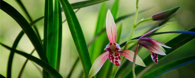 兰花怎样种植 种植兰花技巧