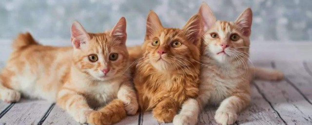 怎么用指甲剪给猫剪指甲 剪指甲的办法介绍