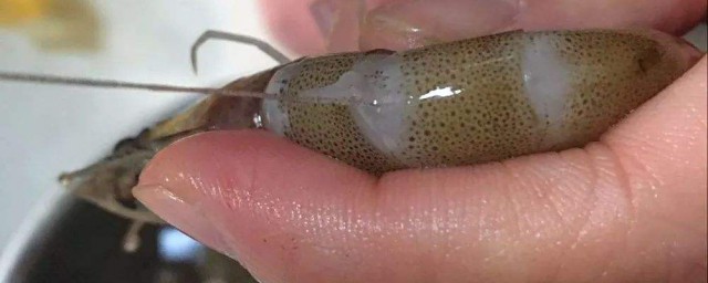 精确取虾线的技巧 精确取虾线的4种技巧简介