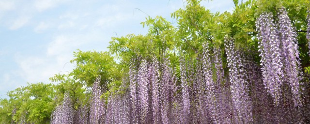 碱性土壤适合种植什么 碱性土壤适合种什么植物