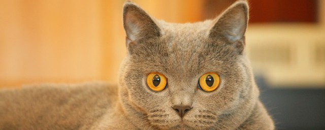 猫为什么打呼噜 猫打呼噜的原因