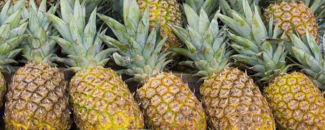 凤梨施肥的技巧 凤梨施肥简单技巧