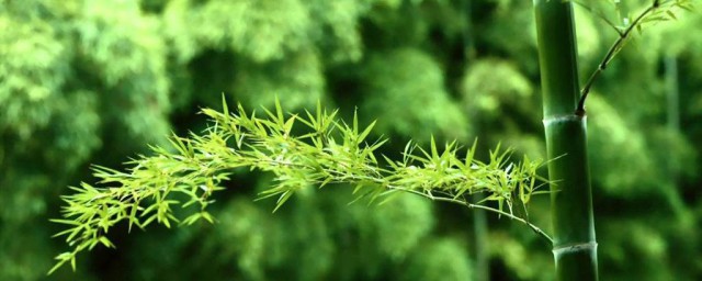 竹子怎样种 竹子的种植技巧