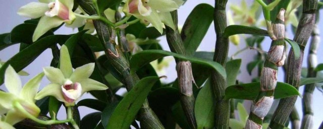 铁皮石斛如何种 铁皮石斛的种植技术