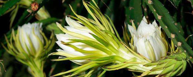 霸王花是什么花 霸王花的介绍