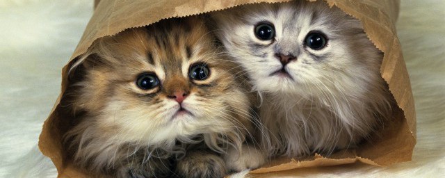 猫为什么喜欢睡觉 猫咪为什么总是喜欢睡觉