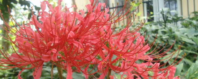 彼岸花种球种植技巧 彼岸花种球怎样种植