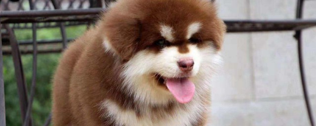 幼犬戒奶技巧 狗主人应该这样做