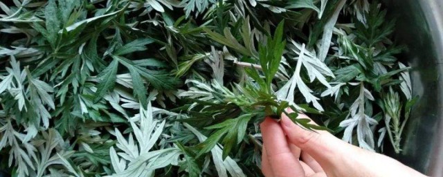 新鲜艾叶如何保存 如何存放新鲜艾叶