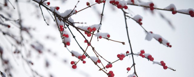 写雪的优美的句子 有关于描写雪的优美句子