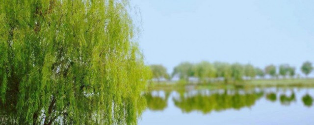 柳树裁剪教程 裁剪教程如下