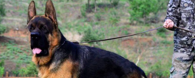 德国黑背犬喂养技巧 德国黑背犬喂养技巧简介