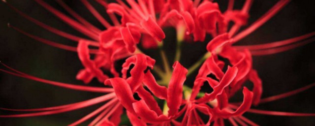 家里不能养的花有哪些 家里不能养的花简介